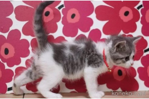 成約済の東京都のマンチカン-101536の2枚目