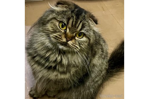 成約済の千葉県のスコティッシュフォールド(折れ耳)-93652の6枚目