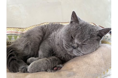 販売中の千葉県のブリティッシュショートヘア-83383の4枚目