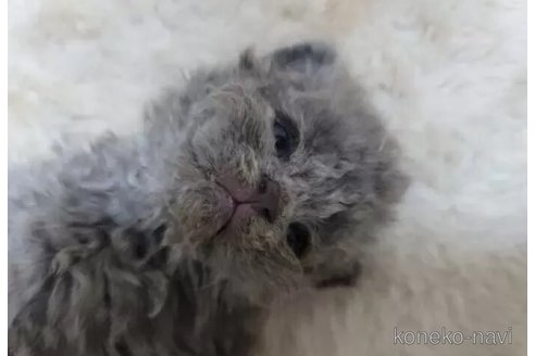 成約済の愛知県のセルカークレックス-101539の4枚目