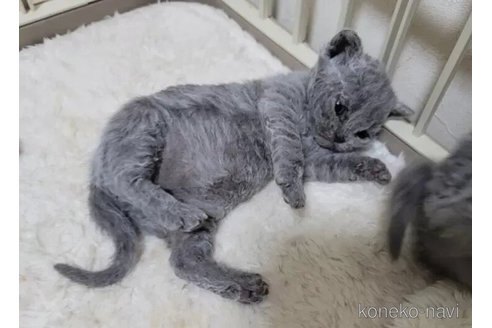 成約済の愛知県のセルカークレックス-101542の4枚目