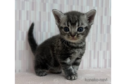 成約済の千葉県のアメリカンショートヘア-101559の2枚目