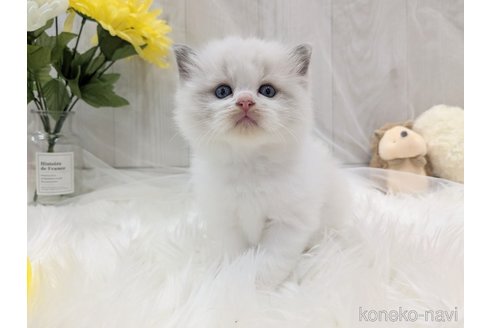 成約済の大阪府のラグドール-101561の3枚目
