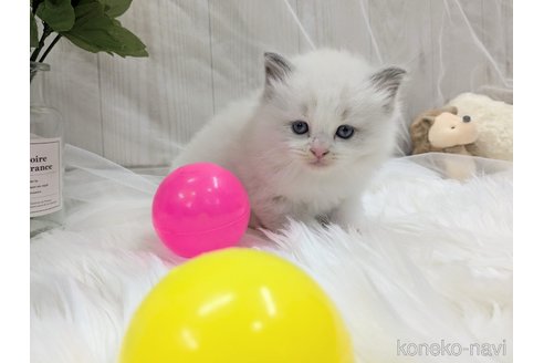成約済の大阪府のラグドール-101562の2枚目