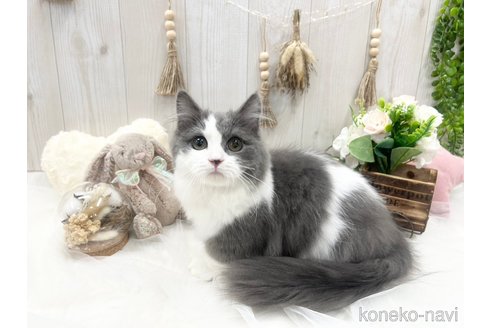 成約済の大阪府のマンチカン(短足)-96033の2枚目