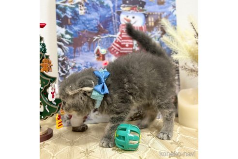 成約済の神奈川県のスコティッシュフォールド(折れ耳)-101487の4枚目