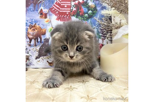 成約済の神奈川県のスコティッシュフォールド(折れ耳)-101487の5枚目