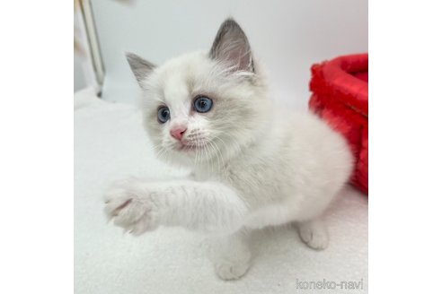 成約済の愛知県のラグドール-101576の3枚目