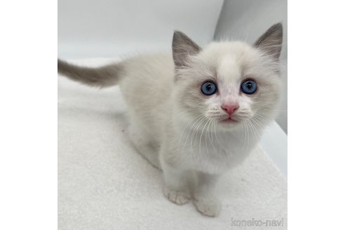 成約済の愛知県のラグドール-101576の4枚目