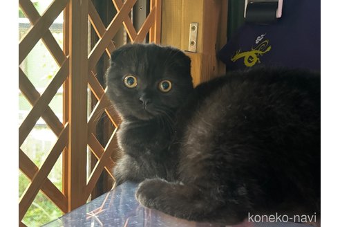 成約済の千葉県のスコティッシュフォールド(折れ耳)-90151の8枚目