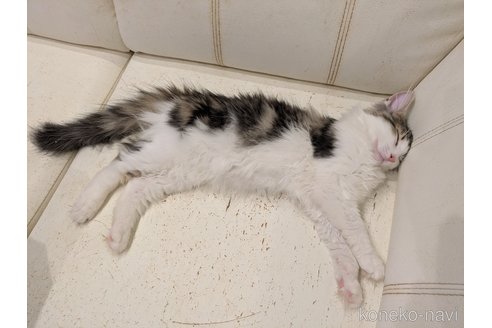 成約済の埼玉県のノルウェージャンフォレストキャット-94908の7枚目