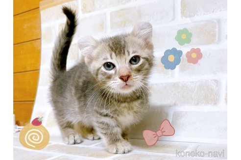 成約済の東京都のキンカロー-101598の1枚目