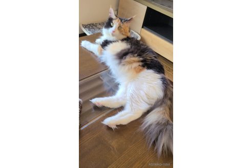 ななこちゃん1枚目