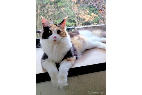 ななこちゃん1枚目