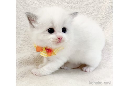 成約済の福島県のラグドール-101596の4枚目
