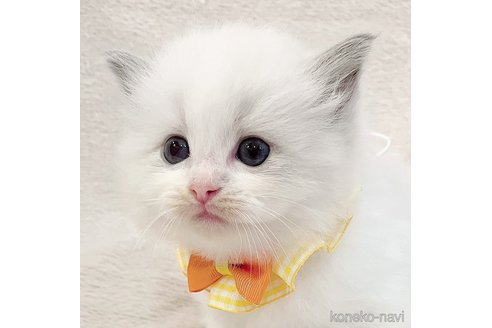 成約済の福島県のラグドール-101596の2枚目