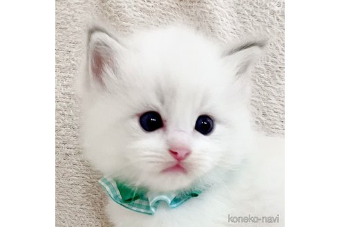 成約済の福島県のラグドール-101597の3枚目