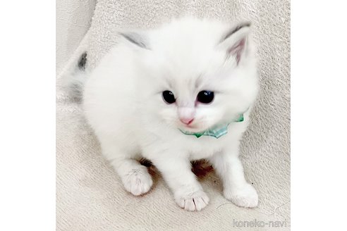 成約済の福島県のラグドール-101597の5枚目