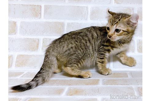 成約済の東京都のその他の猫種-101600の2枚目