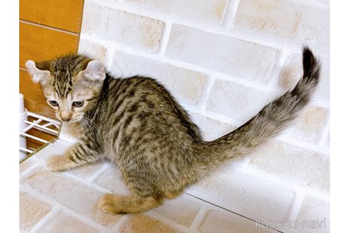 成約済の東京都のその他の猫種-101600の3枚目