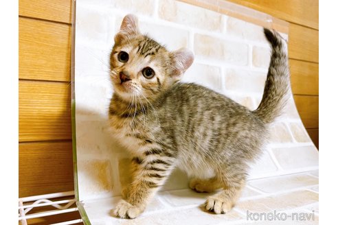成約済の東京都のその他の猫種-101600の4枚目