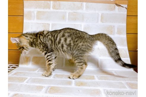 成約済の東京都のその他の猫種-101600の5枚目