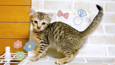 販売中の東京都のその他の猫種-101600
