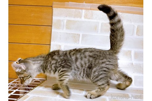 成約済の東京都のその他の猫種-101606の2枚目