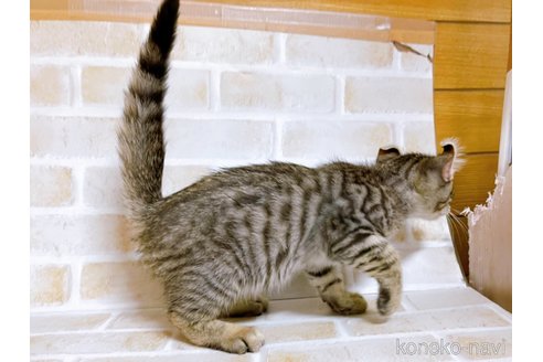 成約済の東京都のその他の猫種-101606の3枚目
