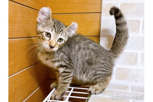 成約済の東京都のその他の猫種-101606の4枚目