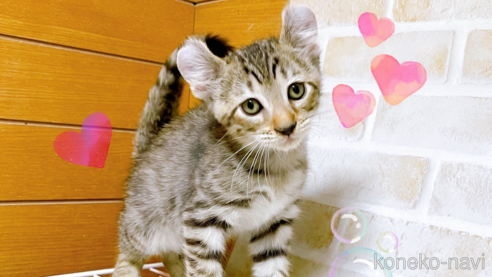 成約済の東京都のその他の猫種-101606の1枚目