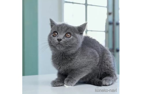 成約済の長野県のブリティッシュショートヘア-101618の2枚目
