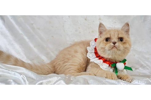 成約済の宮城県のエキゾチックショートヘア-101615の1枚目