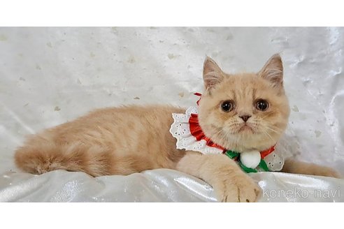 成約済の宮城県のエキゾチックショートヘア-101615の4枚目