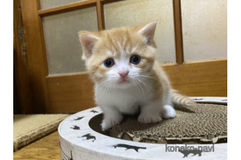 成約済の千葉県のマンチカン(短足)-101623の7枚目