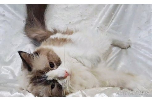 販売中の宮城県のラグドール-101631の4枚目