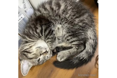 成約済の兵庫県のマンチカン-101641の2枚目