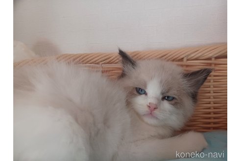 成約済の東京都のラグドール-101659の3枚目