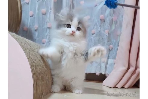 成約済の愛媛県のミヌエット-101667の6枚目