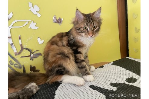 成約済の京都府のメインクーン-90285の5枚目
