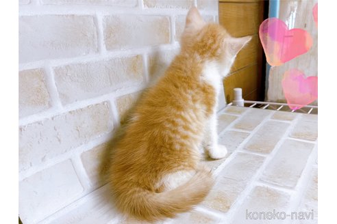 成約済の東京都のマンチカン-101672の6枚目