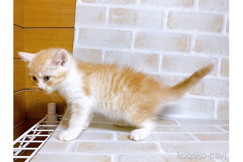 成約済の東京都のマンチカン-101672の2枚目