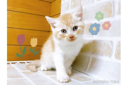 成約済の東京都のマンチカン-101672の3枚目