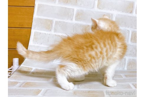 成約済の東京都のマンチカン-101672の4枚目