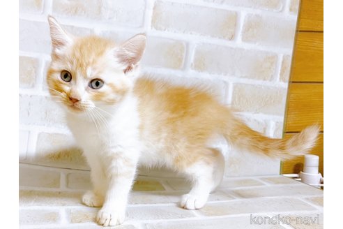 成約済の東京都のマンチカン-101672の5枚目