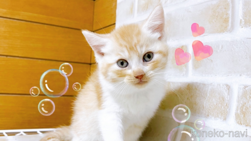 成約済の東京都のマンチカン-101672の1枚目