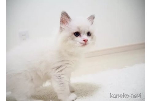 成約済の埼玉県のラグドール-101679の3枚目