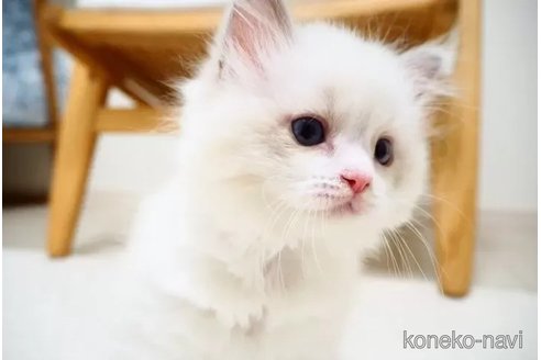 成約済の埼玉県のラグドール-101679の1枚目