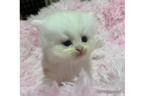 成約済の千葉県のペルシャ-101688の5枚目