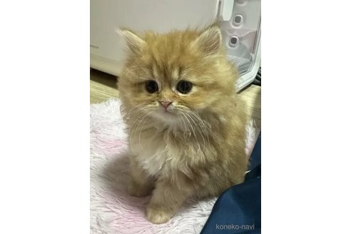 成約済の千葉県のペルシャ-101690の1枚目